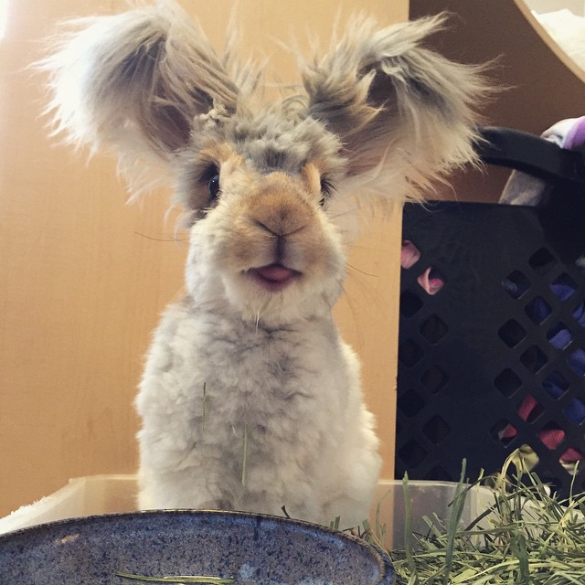 Meet Wally, el conejo con las orejas mas grandes (7)
