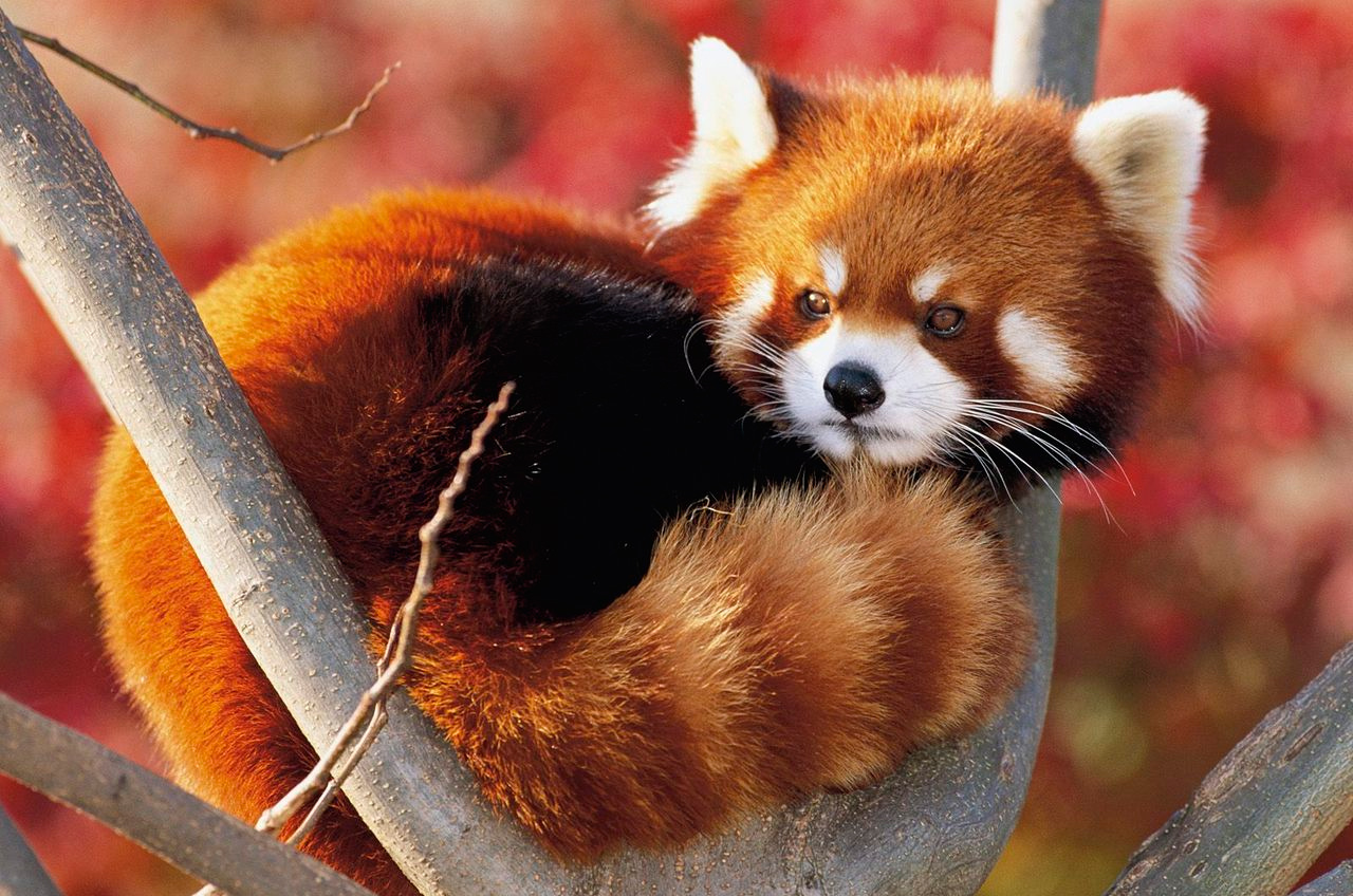 Panda rojo, el animal más bonito del mundo