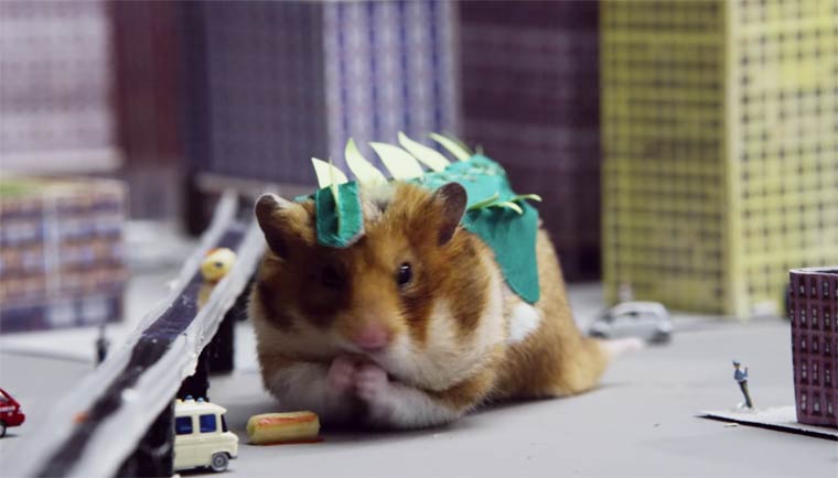 Pequeno hamster se convierte en Godzilla (7)