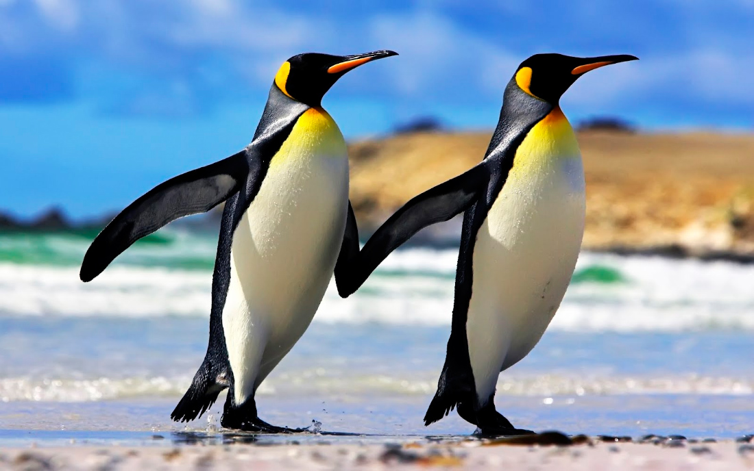 Pingüino emperador, foto de los animales más bonitos