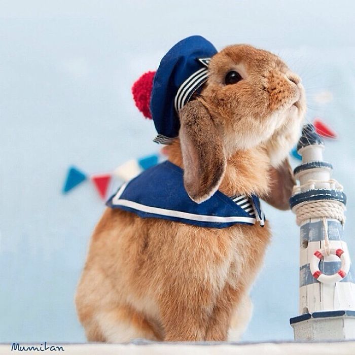 PuiPui el conejo mas fotogenico de Internet (2)