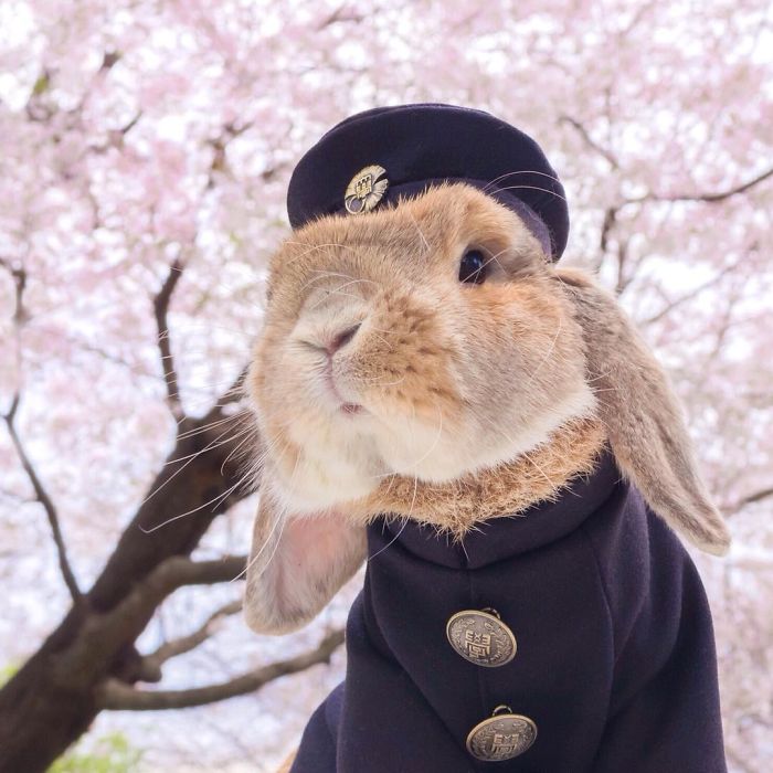 PuiPui el conejo mas fotogenico de Internet (3)