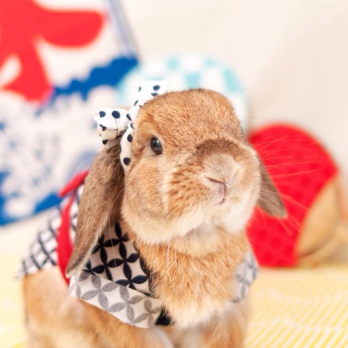 PuiPui el conejo mas fotogenico de Internet (5)