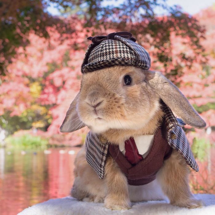 PuiPui el conejo mas fotogenico de Internet (6)