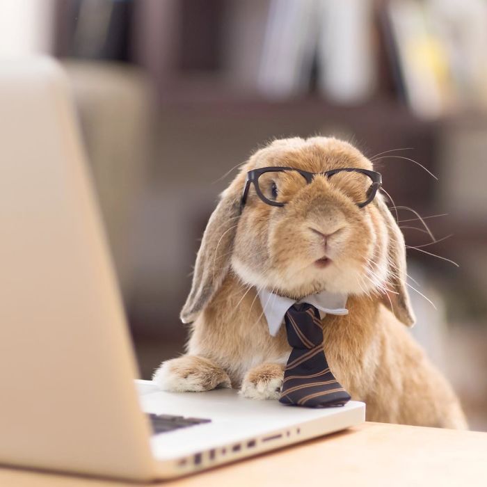 PuiPui el conejo mas fotogenico de Internet (8)
