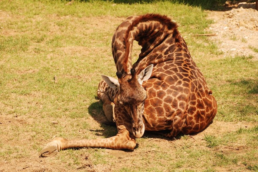 Quieres ver como duermen las jirafas (2)