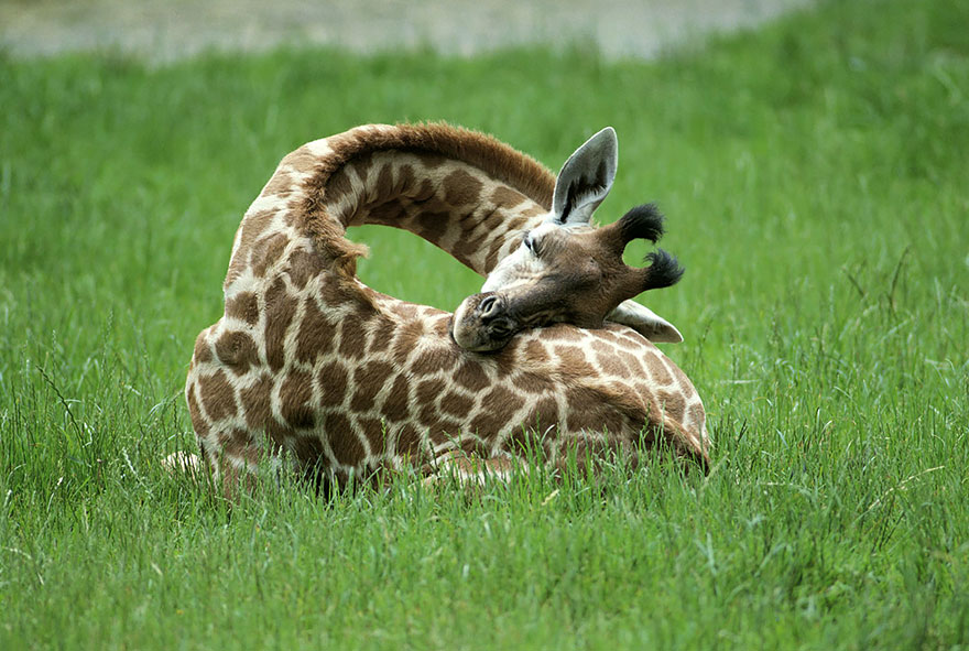 Quieres ver como duermen las jirafas (3)