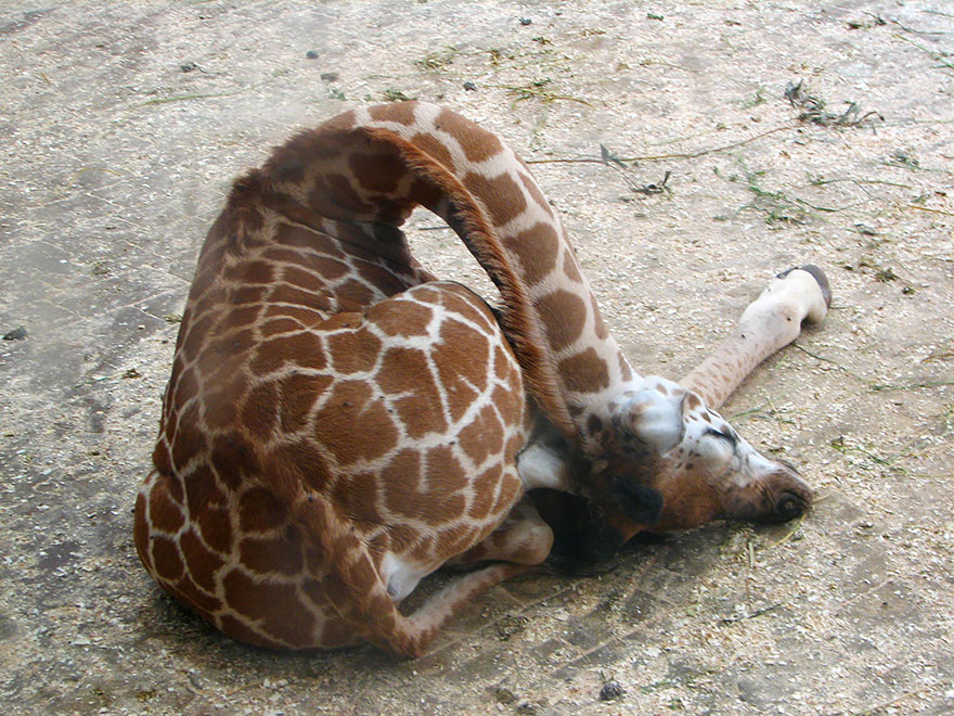 Quieres ver como duermen las jirafas (4)