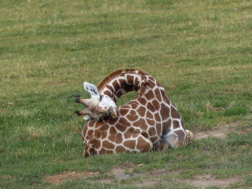 Quieres ver como duermen las jirafas (6)