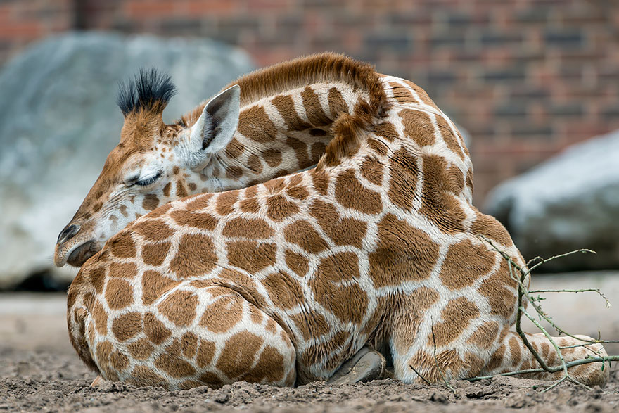 Quieres ver como duermen las jirafas (7)
