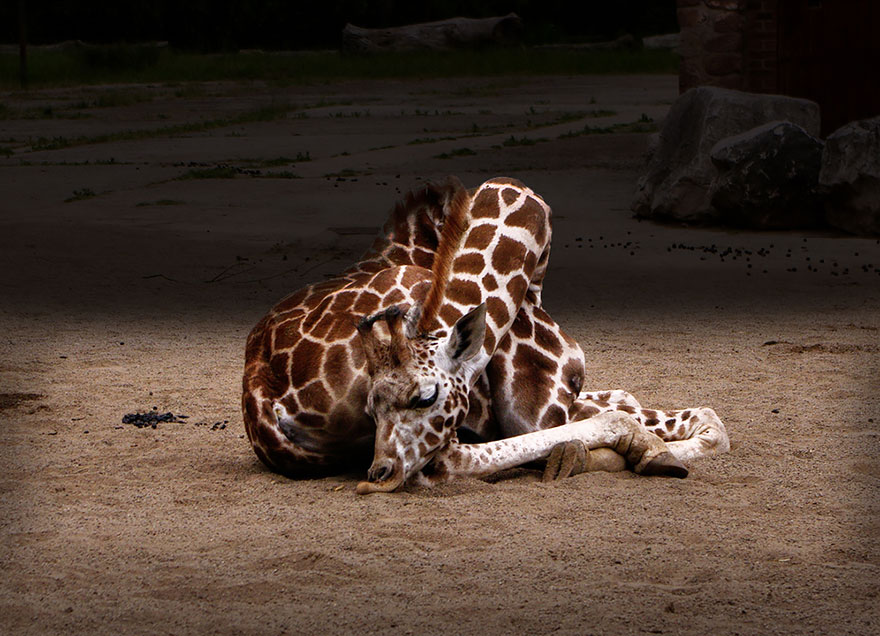 Quieres ver como duermen las jirafas (8)