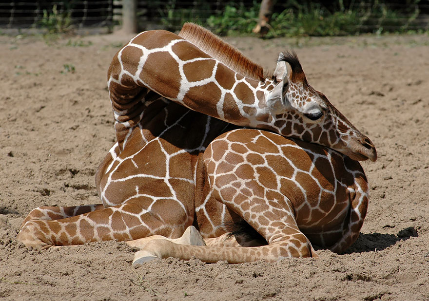 Quieres ver como duermen las jirafas (9)