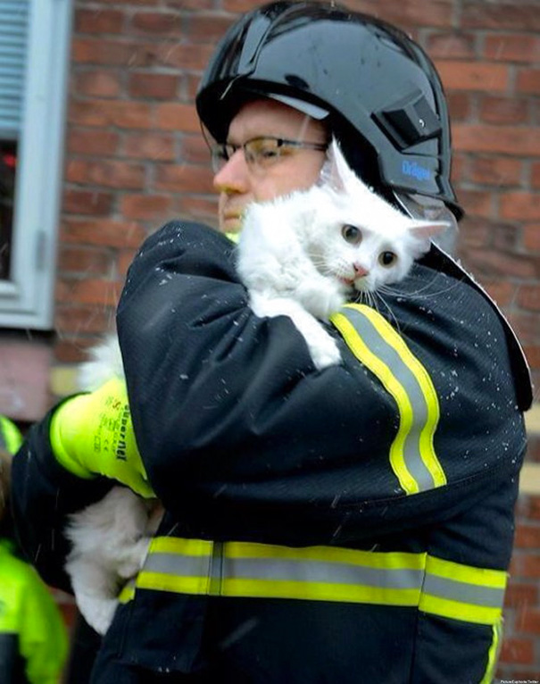 Recopilatorio de bomberos ayudando a animales (10)