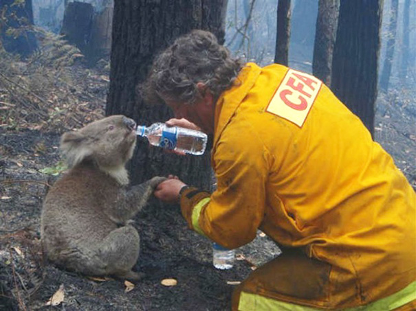 Recopilatorio de bomberos ayudando a animales (13)