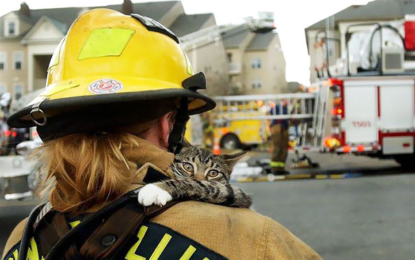 Recopilatorio de bomberos ayudando a animales (2)