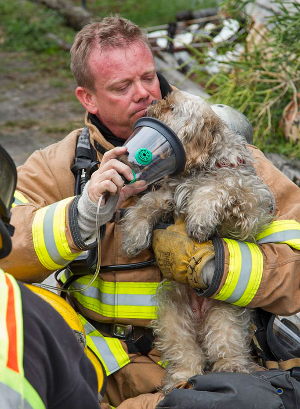 Recopilatorio de bomberos ayudando a animales (4)