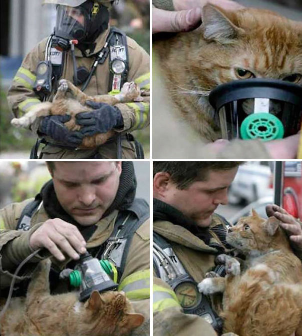 Recopilatorio de bomberos ayudando a animales (6)