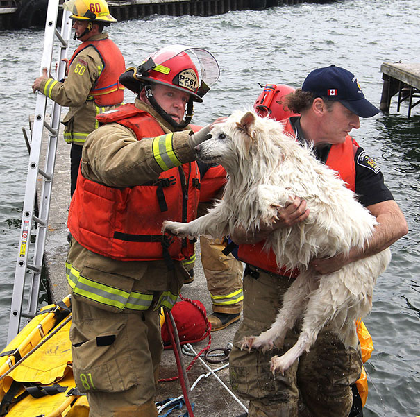 Recopilatorio de bomberos ayudando a animales (8)