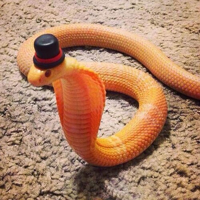 Serpientes que no dan tanto miedo (13)