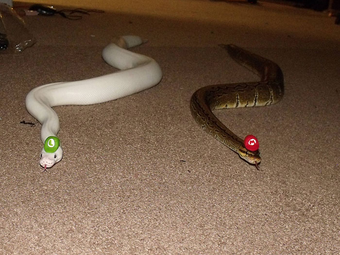 Serpientes que no dan tanto miedo (3)
