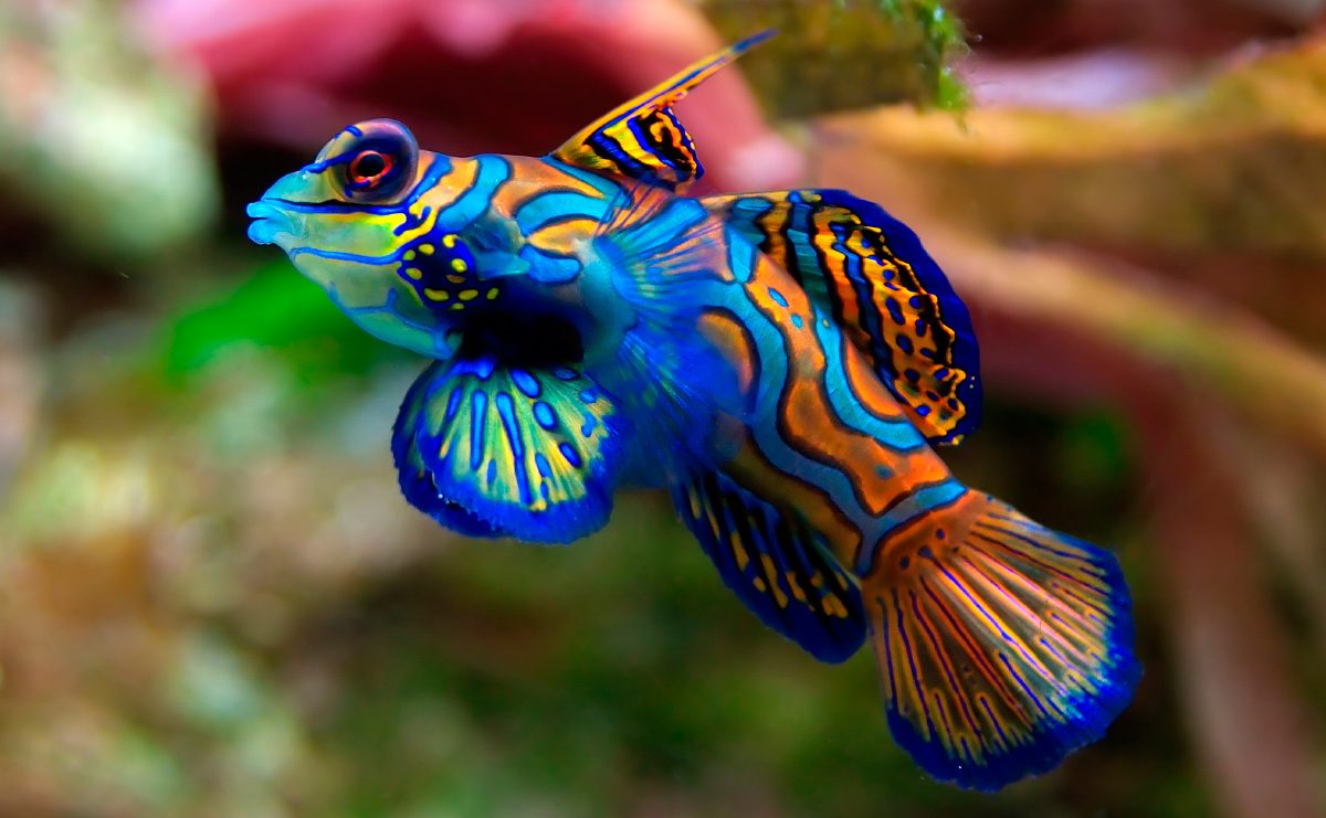 Animales bonitos en peligro de extinción, pez mandarín
