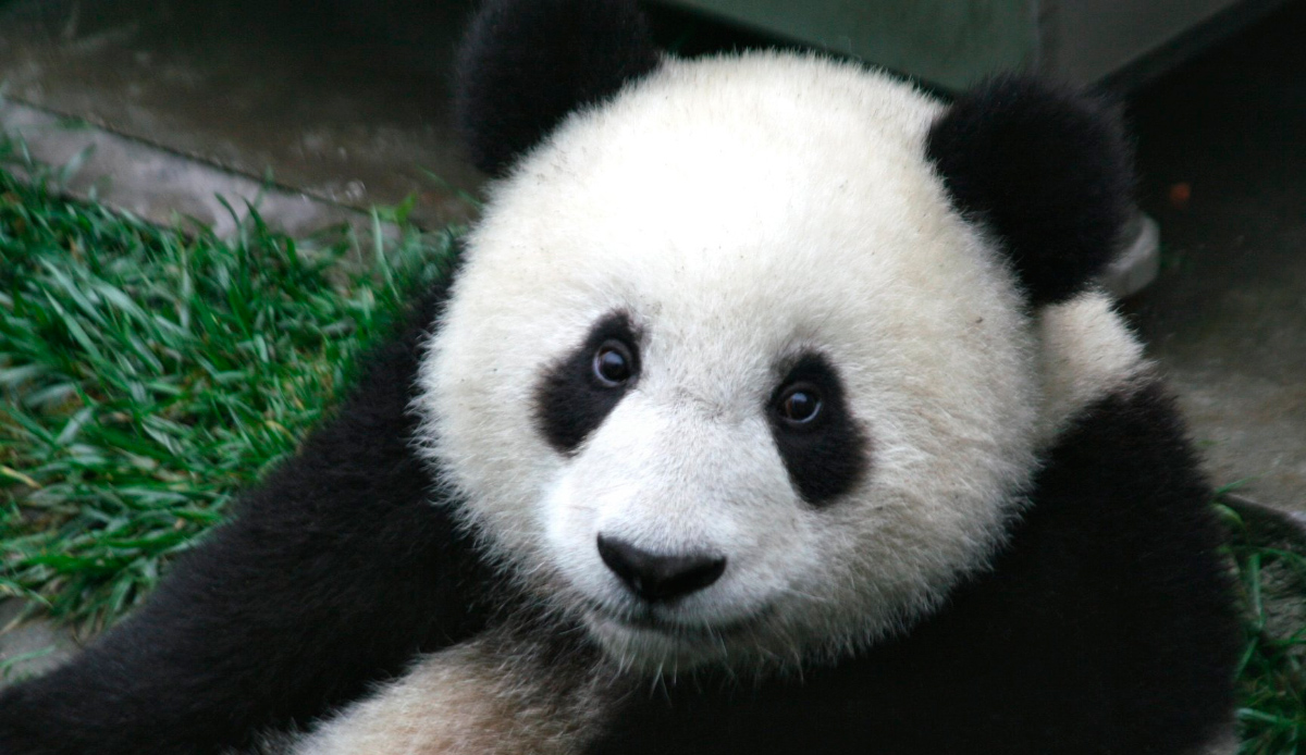 Oso panda, el animal más bonito del mundo